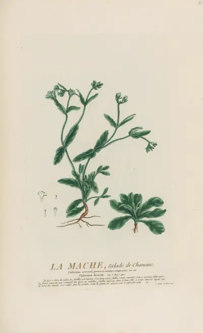 La Mache, Salade de Chanoine, Pierre Philippe Alyon