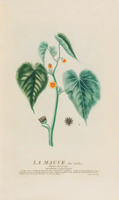 Indická sléz, Pierre Philippe Alyon