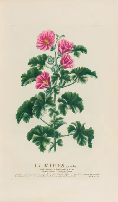 Der Baumwoll-Eibisch von Pierre Philippe Alyon