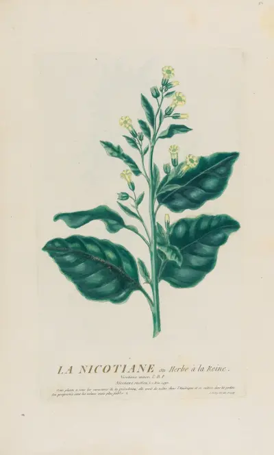 Tabákovník neboli Královnina bylina, Pierre Philippe Alyon