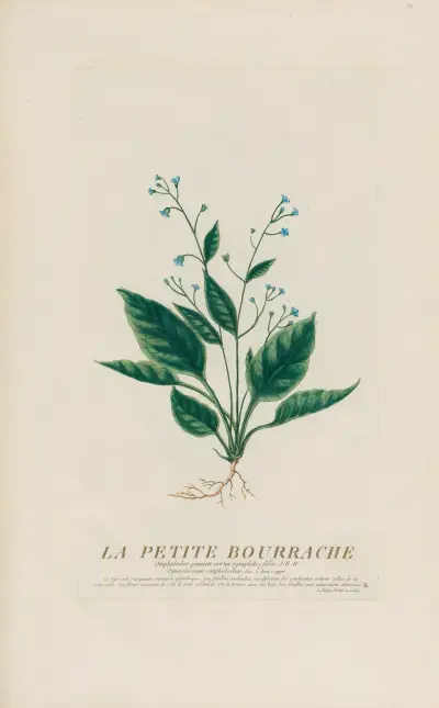 La Petite Bourrache av Pierre Philippe Alyon