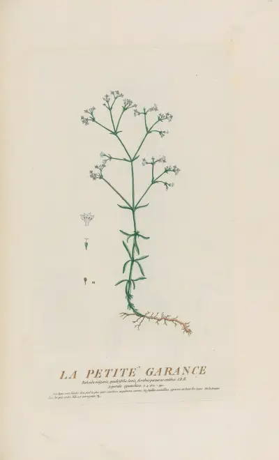 Malá madder, Pierre Philippe Alyon