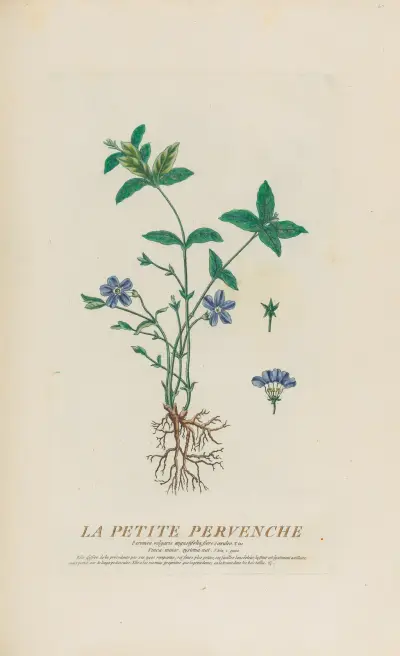 La Petite Pervenche av Pierre Philippe Alyon
