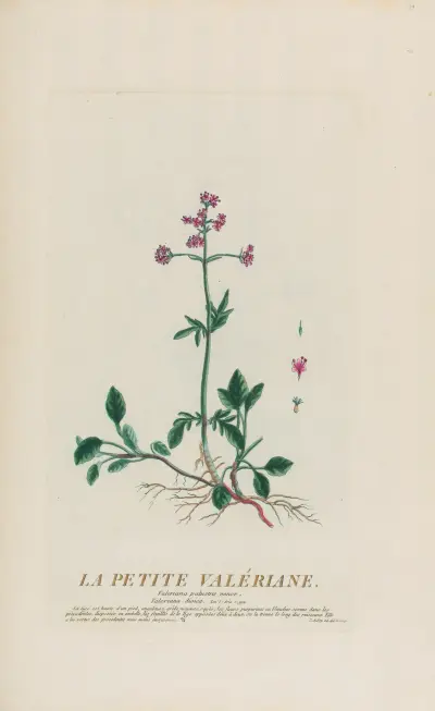 La Petite Valériane av Pierre Philippe Alyon