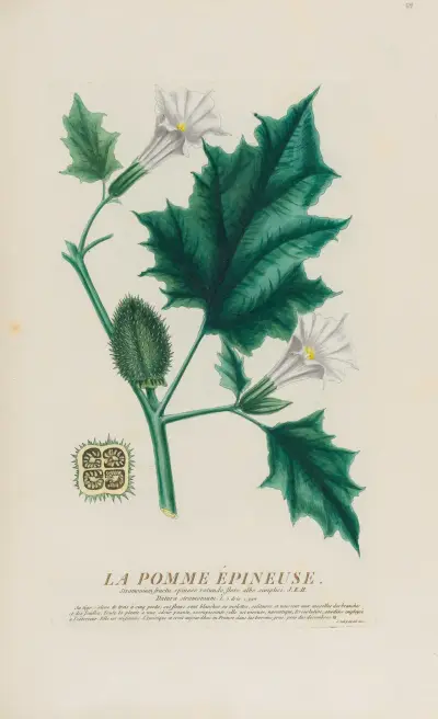 La Pomme Épineuse av Pierre Philippe Alyon