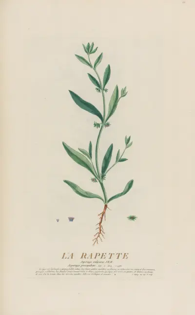 La Rapette av Pierre Philippe Alyon