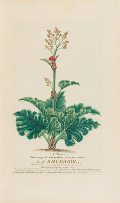 Rabarber, Pierre Philippe Alyon