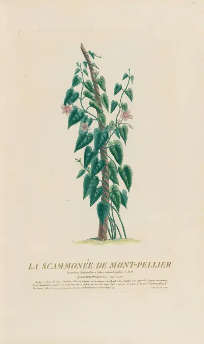 Montpellierscammonium, Pierre Philippe Alyon