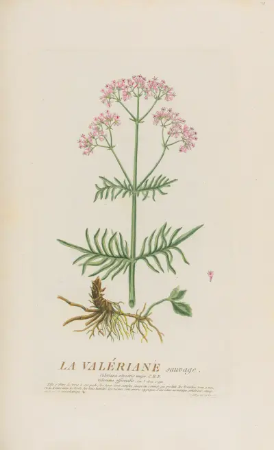 La Valériane sauvage av Pierre Philippe Alyon