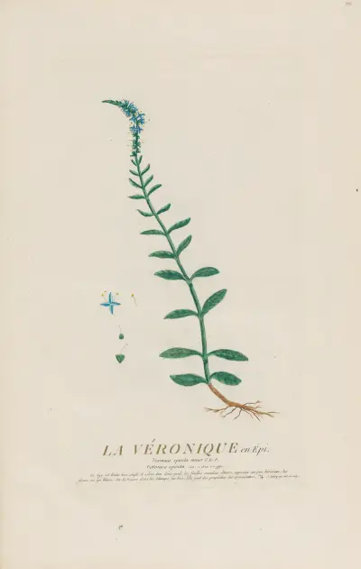La Véronique en Épi av Pierre Philippe Alyon