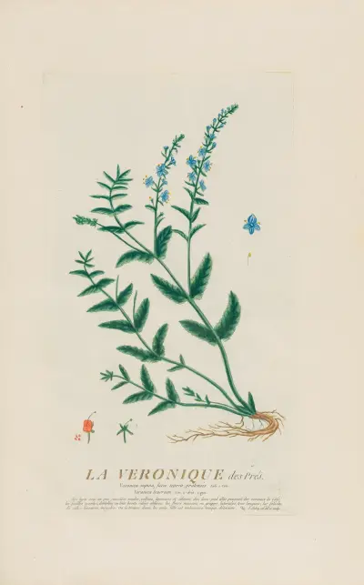 Der Ehrenpreis auf der Wiese von Pierre Philippe Alyon