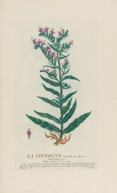 La Viperine ou Herbe aux Viperes av Pierre Philippe Alyon
