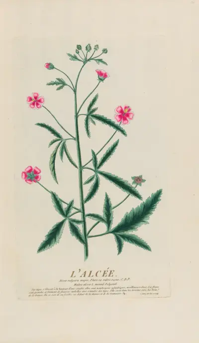 Alej (L’Alcée), Pierre Philippe Alyon