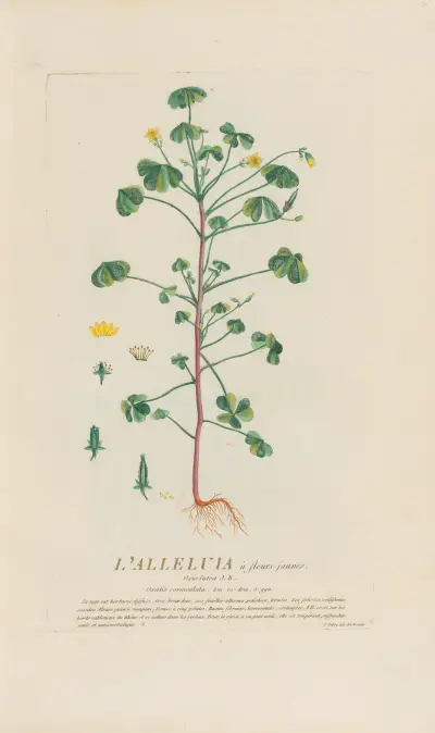 L’Alleluia à fleurs jaunes, Pierre Philippe Alyon