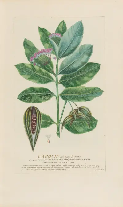 Apocyn s ouškem, Pierre Philippe Alyon
