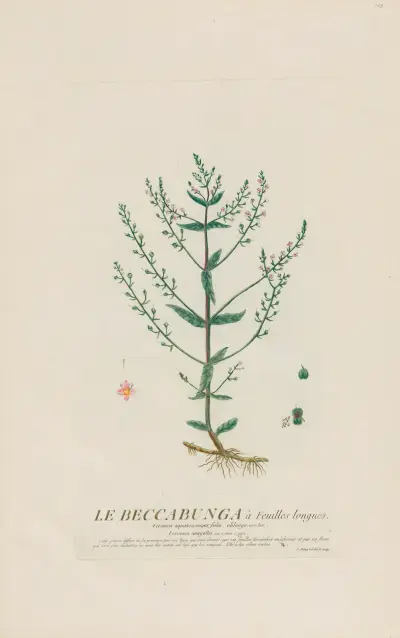 Le Beccabunga à Feuilles longues av Pierre Philippe Alyon