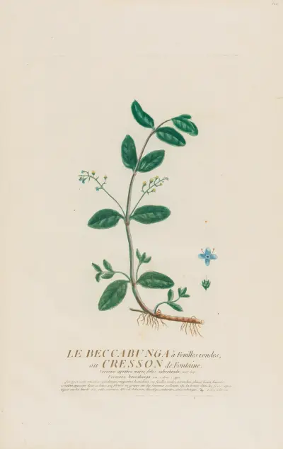 Le Beccabunga à Feuilles rondes, ou Cresson de Fontaine av Pierre Philippe Alyon
