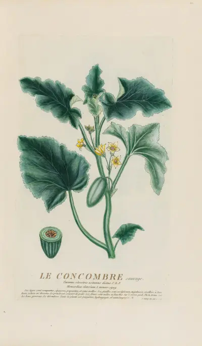 Die wilde Gurke von Pierre Philippe Alyon