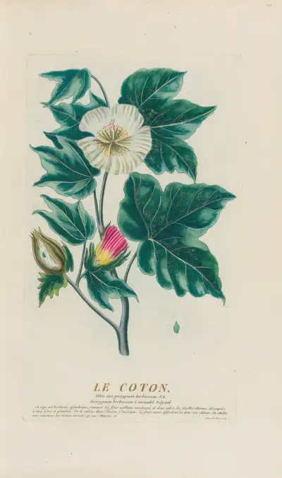 Die Baumwolle von Pierre Philippe Alyon