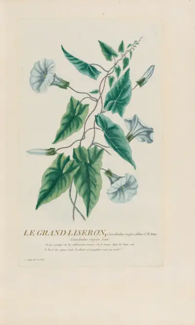 Le Grand Liseron av Pierre Philippe Alyon