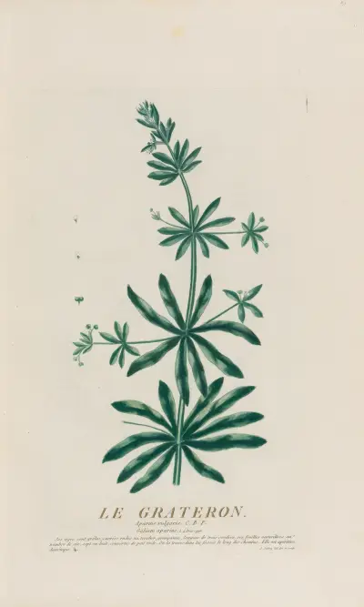 Le Grateron, Pierre Philippe Alyon