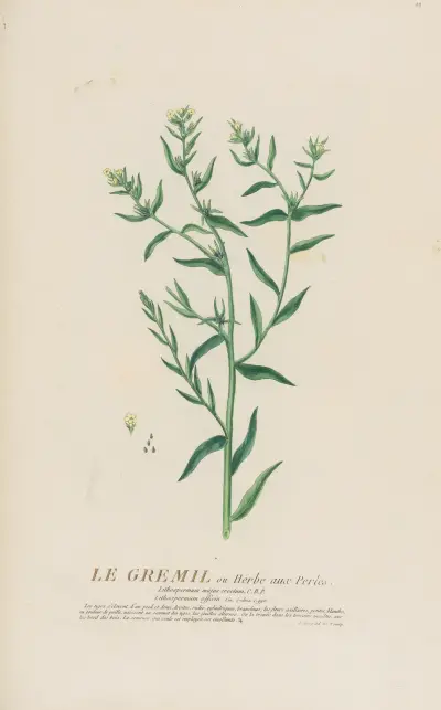 Le Gremil ou Herbe aux Perles av Pierre Philippe Alyon