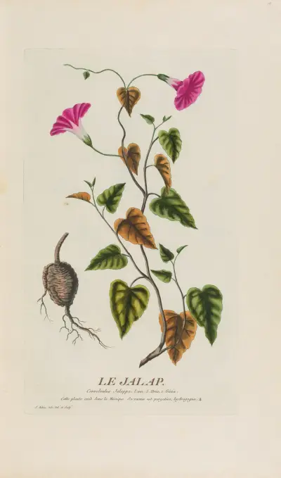 Le Jalap, Pierre Philippe Alyon
