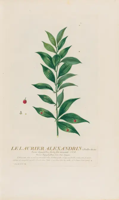 Le Laurier Alexandrin à Feuilles étroités av Pierre Philippe Alyon