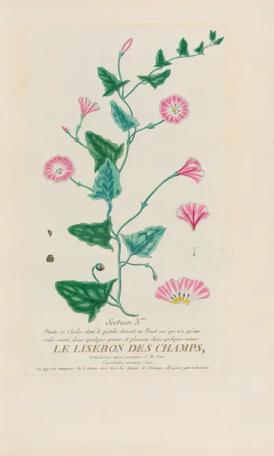 Ackerwinde von Pierre Philippe Alyon