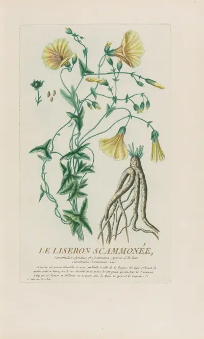 Die Ackerwinde (Le Liseron Scammonée) von Pierre Philippe Alyon