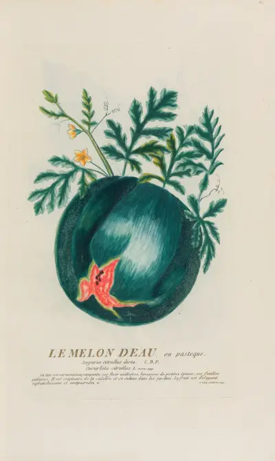 Le Melon Deau, ou pastèque von Pierre Philippe Alyon