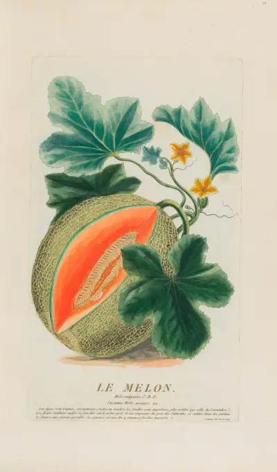 Meloun, Pierre Philippe Alyon