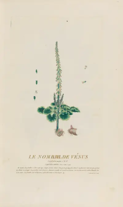 Venušin pupek, Pierre Philippe Alyon