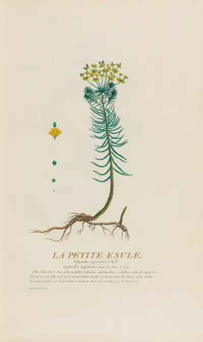 Malá exulka, Pierre Philippe Alyon