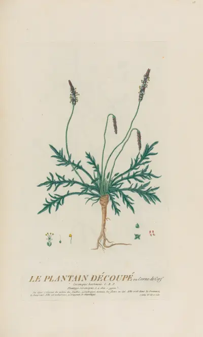 Kärrbräken, Pierre Philippe Alyon