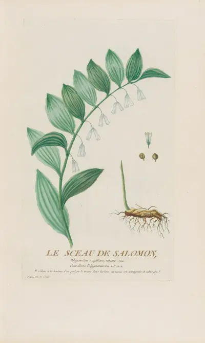 Le Sceau De Salomon av Pierre Philippe Alyon