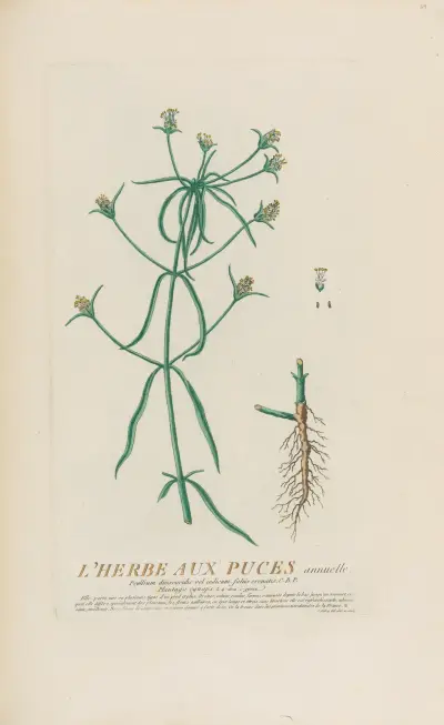L’Herbe Aux Puces annuelle av Pierre Philippe Alyon