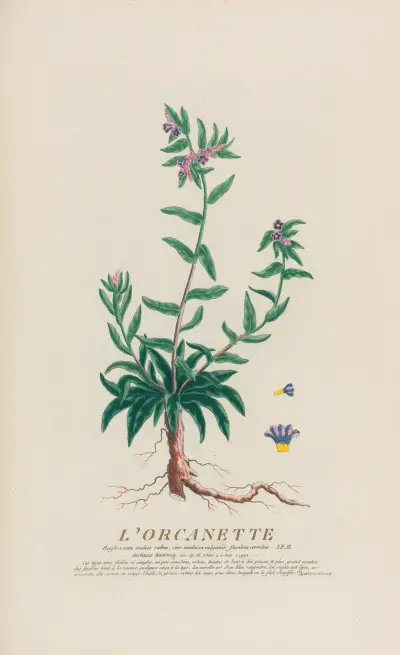 Orkanet, Pierre Philippe Alyon