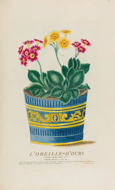 Dziewanna, Pierre Philippe Alyon