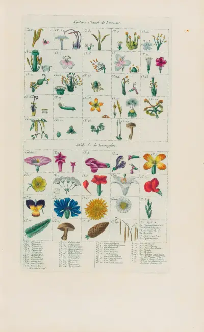 Systeme Sexuel de Linnaeus and Méthode de Tournefort av Pierre Philippe Alyon