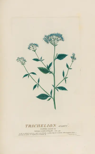 Trachelion azuré, Pierre Philippe Alyon