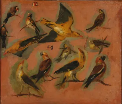Steglits, studie av fågel av Pieter Boel