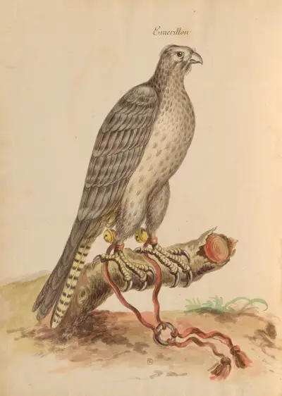 Oiseaux de la Ménagerie du Roi Pl.01 av Pieter Boel