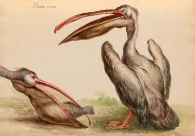 Oiseaux de la Ménagerie du Roi Pl.04 av Pieter Boel
