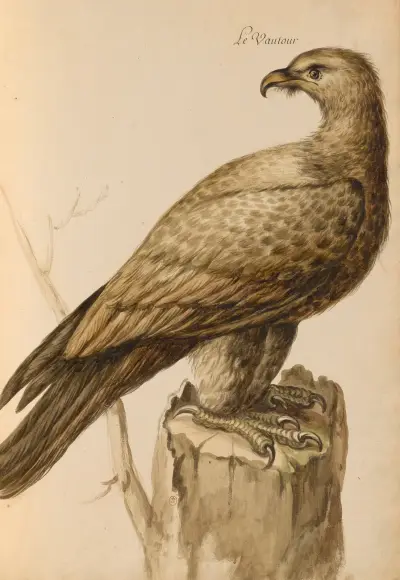 Oiseaux de la Ménagerie du Roi Pl.05 av Pieter Boel