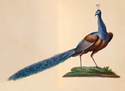Oiseaux de la Ménagerie du Roi Pl.07 av Pieter Boel