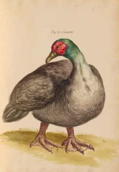 Oiseaux de la Ménagerie du Roi Pl.09 av Pieter Boel