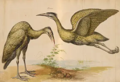 Oiseaux de la Ménagerie du Roi Pl.12 av Pieter Boel