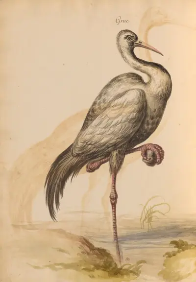 Oiseaux de la Ménagerie du Roi Pl.13 av Pieter Boel