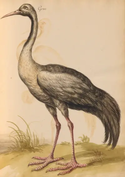 Oiseaux de la Ménagerie du Roi Pl.14 av Pieter Boel